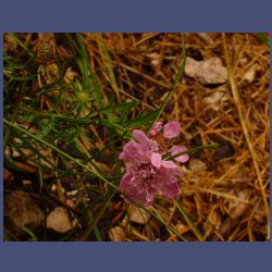 2012-08-25_Regina-F-Rau_1Rissbachsattel (054).JPG